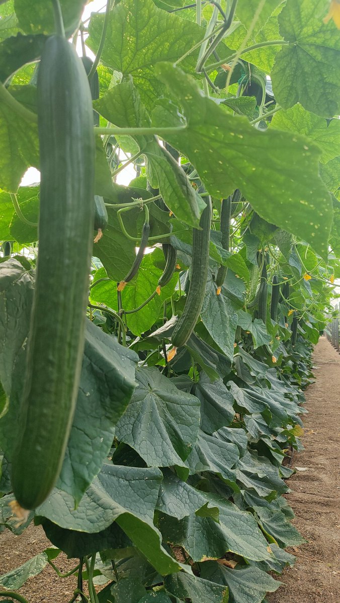 Ayer tuvimos la oportunidad de conocer en campo #estelar el nuevo pepino de <a href="/SeminisIberia/">Seminis Iberia</a> de la #generacionQR con resistencia #CGMMV #NuevaDelhi #oidio #amarilleo y #venasamarillas Un fruto muy oscuro, uniforme y producción homogénea todo el ciclo. Abrimos 🧵