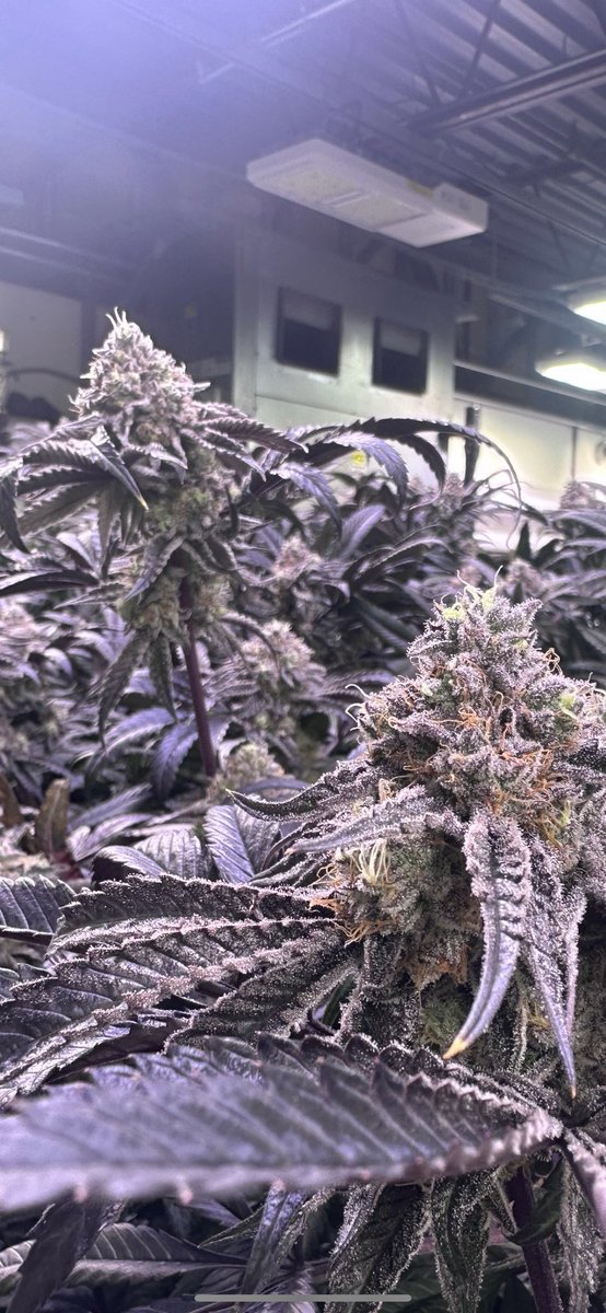 House Of Dankness tweet media