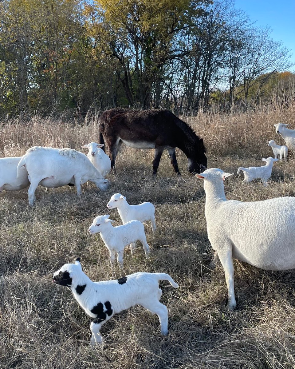 nobleresinst's tweet photo. π FALL LAMBING π
We are in the thick of #lambing on our #regenerative #ranches! Taking advantage of two #lamb crops each year = more #profit π°
Interested in doubling your #smallruminant breeding seasons? Check out this #NobleRancher article: https://t.co/MozDiKzRBI. https://t.co/1hgmq8wGwc