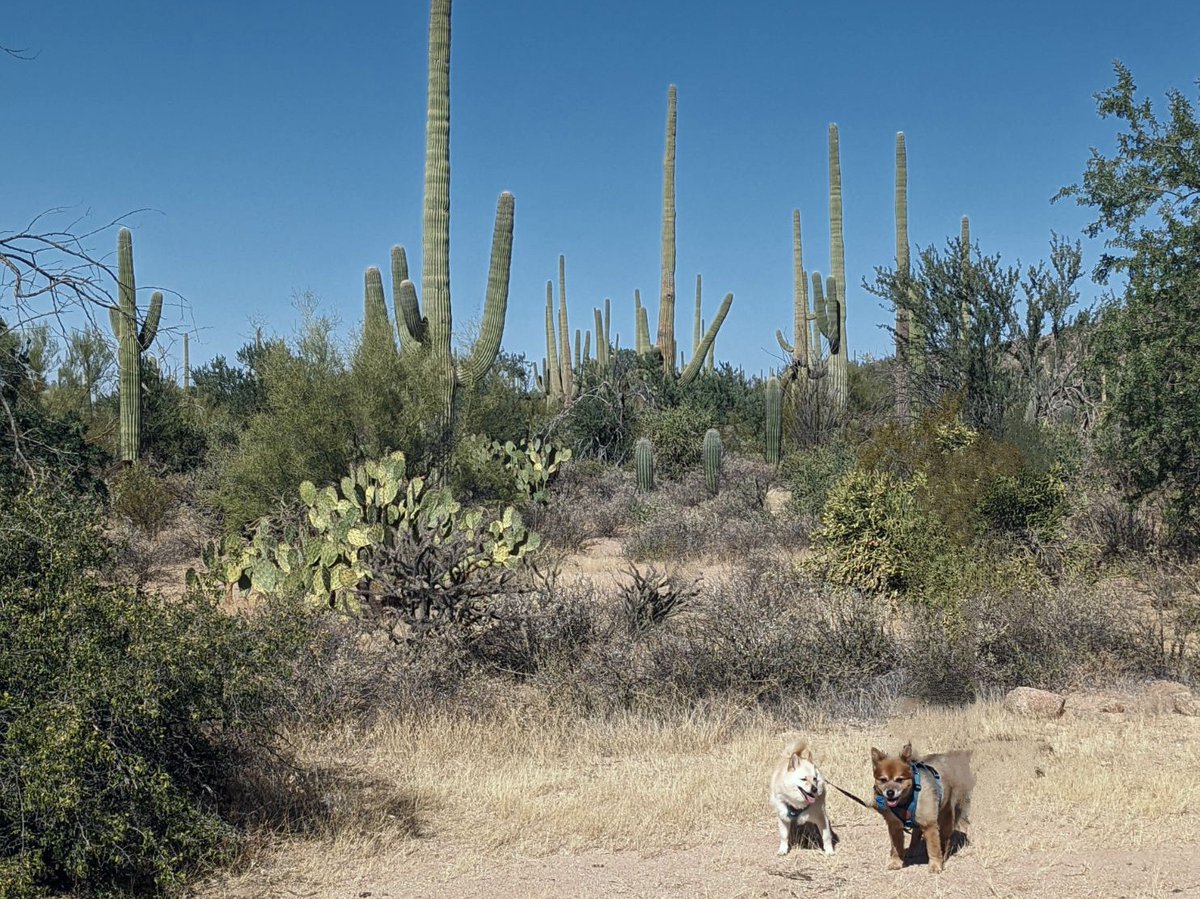 them2dogs's tweet photo. Hitting up @SaguaroNPS 🌵🏜️ with the pups on their tour of the south! #dogswhohike #dogswhotravel #dogsiblings #dogsoftwitter #dogsofx https://t.co/u4ZgzeEWkl