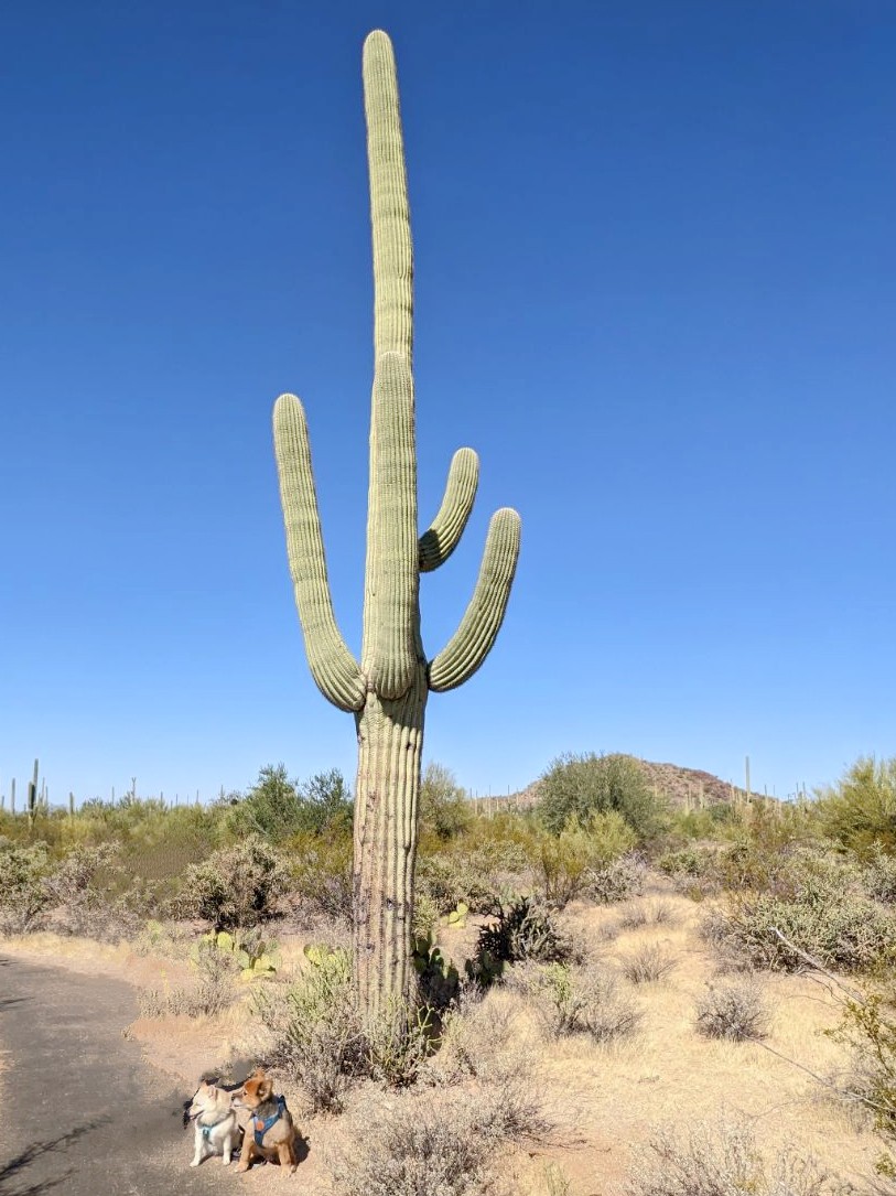 them2dogs's tweet photo. Hitting up @SaguaroNPS 🌵🏜️ with the pups on their tour of the south! #dogswhohike #dogswhotravel #dogsiblings #dogsoftwitter #dogsofx https://t.co/u4ZgzeEWkl