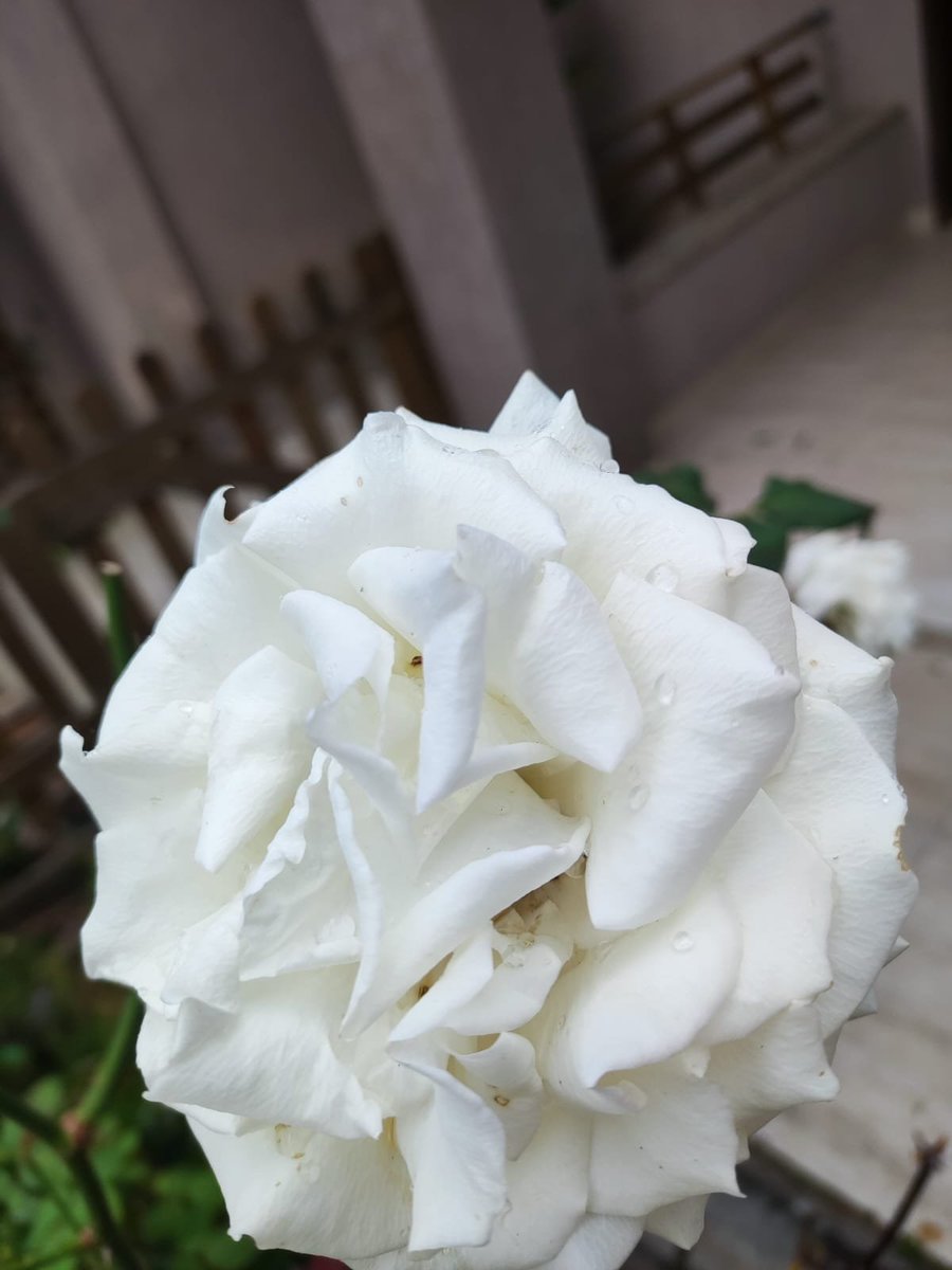 Dioscorides tweet media