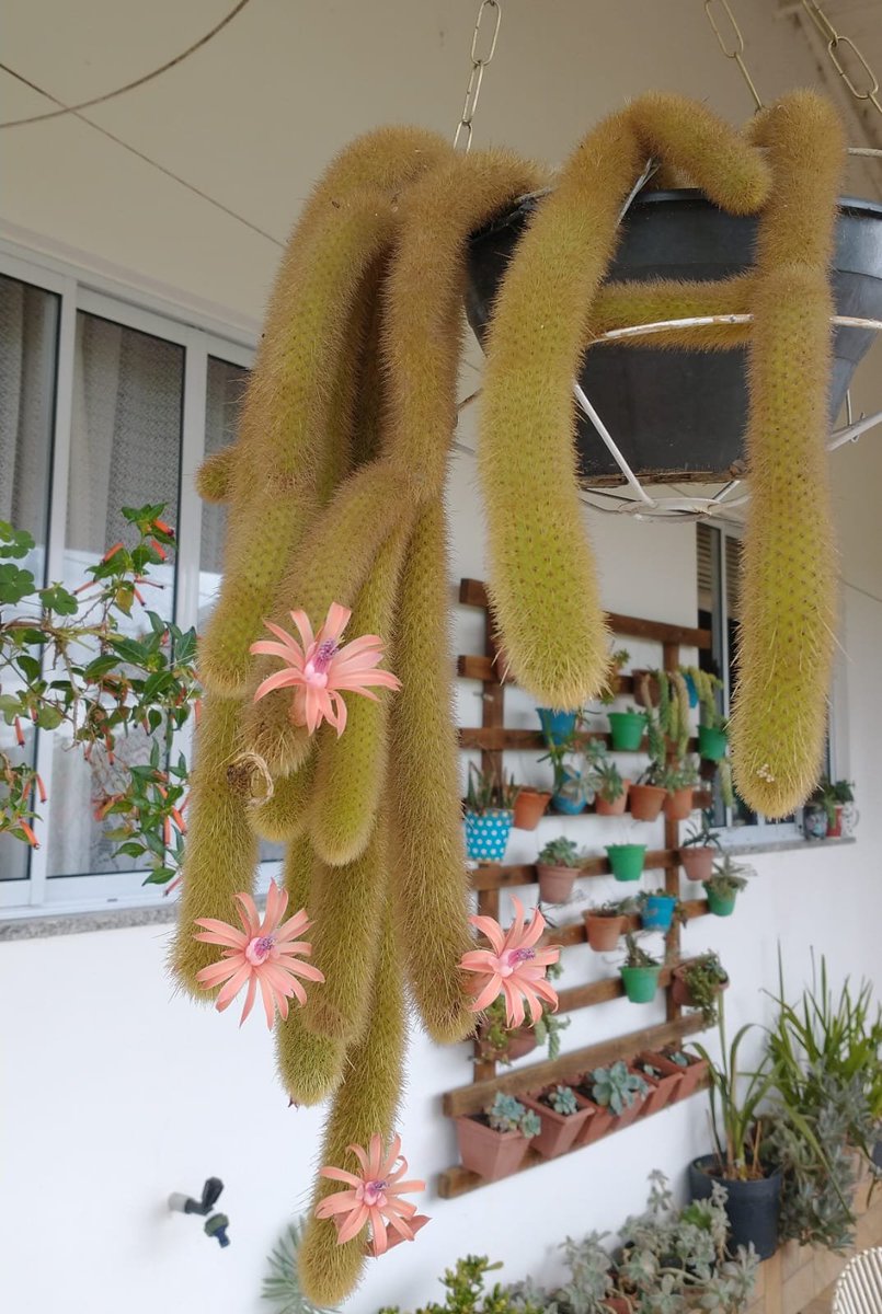 Dioscorides tweet media