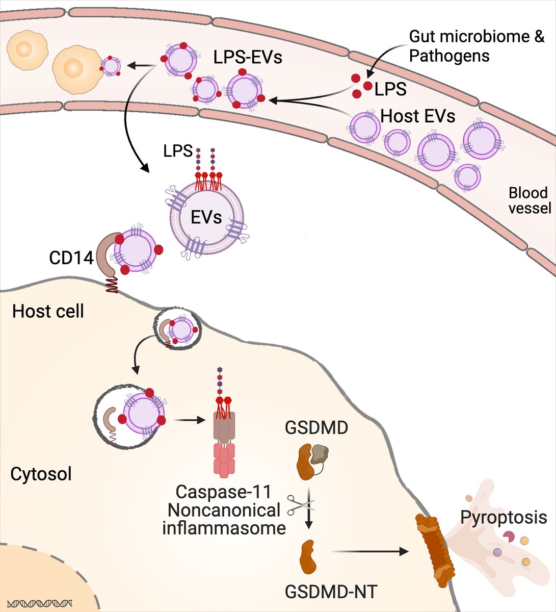 Vijay Rathinam (@rathinamva) on Twitter photo How do systemic PAMPs become accessible to cytosolic PRRs in vivo? Thrilled to have our work out <a href="/NatureCellBio/">Nature Cell Biology</a> showing Host EVs capture and escort systemic LPS to cytosol activating Casp11 & pyroptosis. Congrats to Puja <a href="/dolly_puja/">Puja Kumari</a>, who led the work. 1/3 nature.com/articles/s4155… How do systemic PAMPs become accessible to cytosolic PRRs in vivo? Thrilled to have our work out <a href="/NatureCellBio/">Nature Cell Biology</a> showing Host EVs capture and escort systemic LPS to cytosol activating Casp11 & pyroptosis. Congrats to Puja <a href="/dolly_puja/">Puja Kumari</a>, who led the work. 1/3 nature.com/articles/s4155…