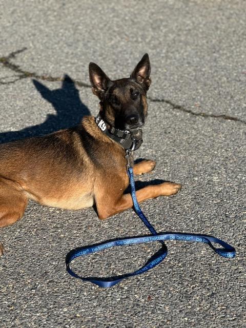 FriendsofPaire's tweet image. Can't wait to see you this Saturday at the SH Craft Fair. Winter hats, Tervis cups, Jibbitz, dog leashes and bandanas, pens, pencils, and stickers.  Check out K9 Dozer and his new leash.  (Cash, check, Venmo, PayPal.) #bebetter