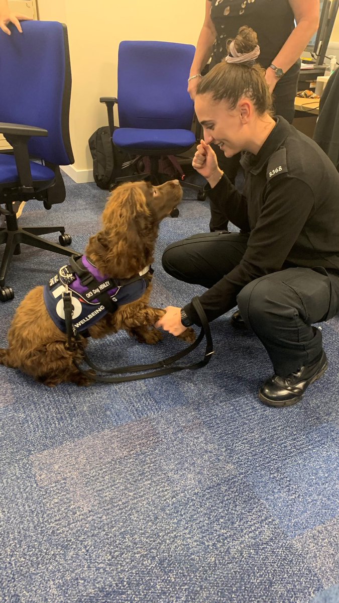 'Let's hold hands' Henley visited Aylesbury Police station today, lots of cuddles strokes and treats from the lovely officers and staff in: AIU - DAIU - CAIU - Major Crime - CSI - ICR - Front Counters #wonderful  wellbeing dogs  <a href="/OscarKiloNine/">OscarKilo9</a> <a href="/OscarKiloUK/">Oscar Kilo</a>