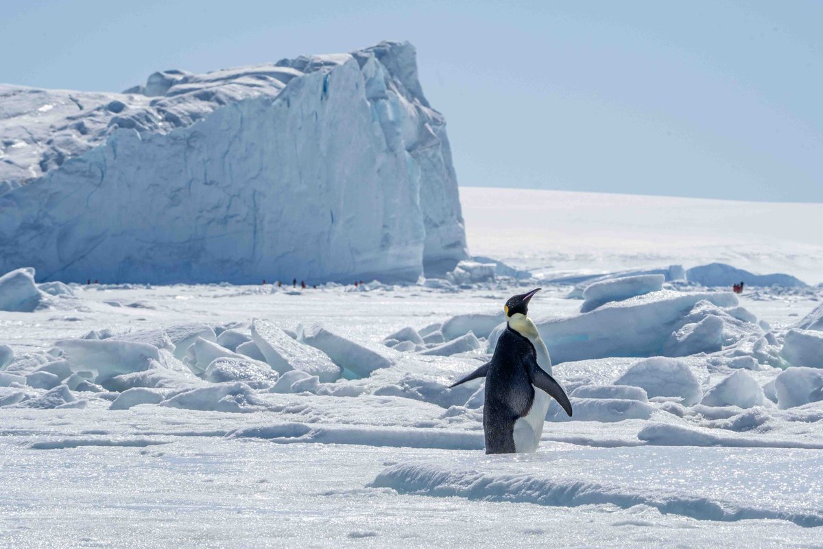 Emperor penguin on the sea ice