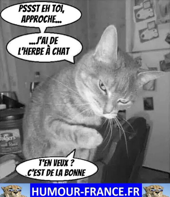 text alternatif