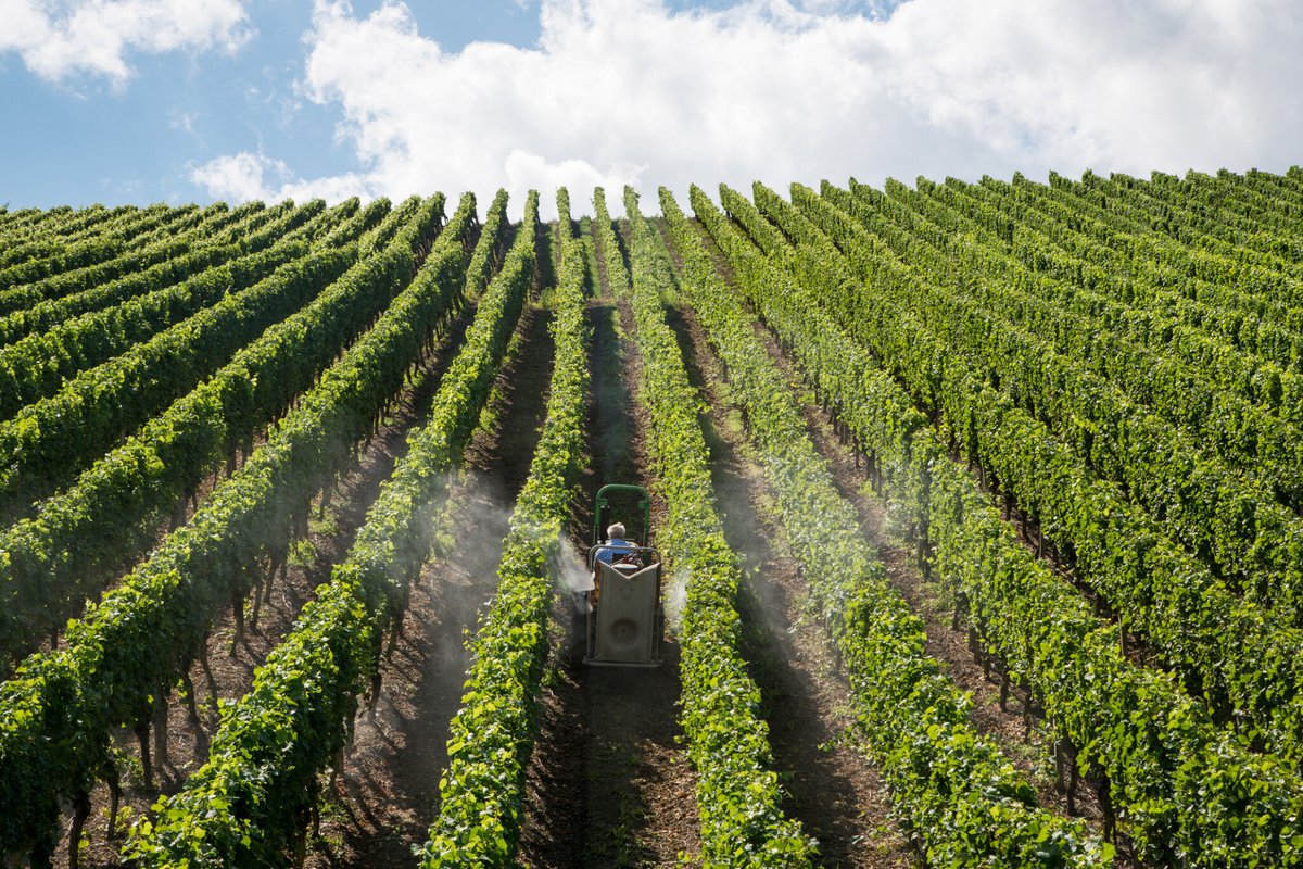 MagazineCapital's tweet photo. Glyphosate : la Commission européenne renouvelle son autorisation pour 10 ans
➡️ https://t.co/16N5sxgqke https://t.co/LwPUwIhcCA