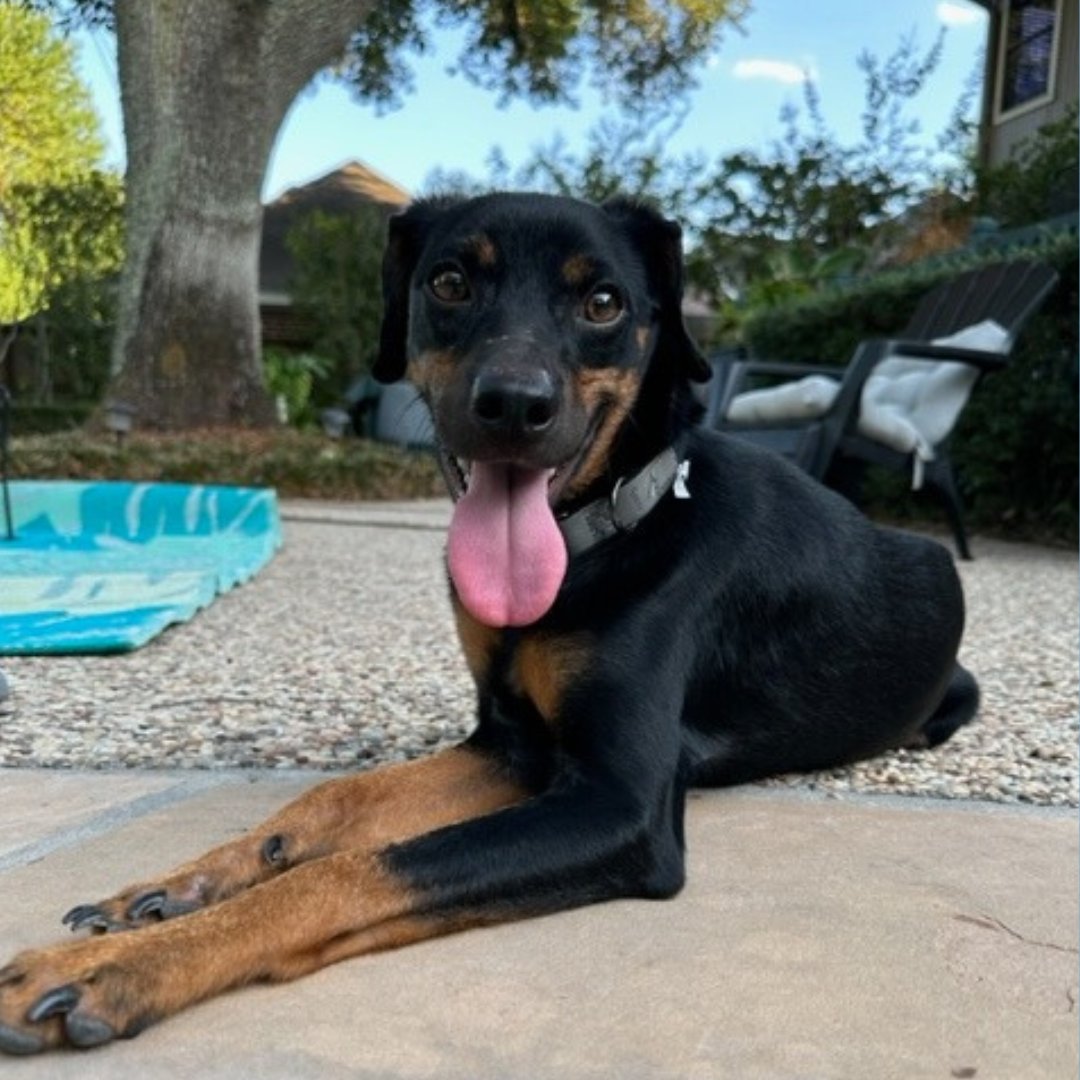 wildtunesmt's tweet photo. This is Dobby. @HOUPetsAlive was able to rehabilitate him. When you support the Melodies of Gratitude Concert on November 18th you will be able to help many such shelter animals live happy lives. Please consider making a donation https://t.co/Dey6crfJ1z https://t.co/mT65yO2Cab