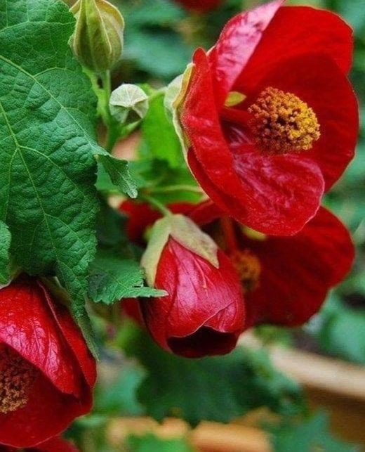 Bell-Flower (Abutilon)❤️💛🥀🌺🌿