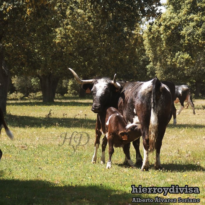 castavieja's tweet photo. Vaca 25-Batanerita de #Barcial, madre del novillo premiado hace dos años en Calasparra.
Hoy recordamos un paseo por el campo, conoce las vacas "patasblancas" de Jesús Cobaleda, el tesoro de La Matilla. Puedes ver más en el enlace https://t.co/A2DThjMopJ vía @hierroydivisa https://t.co/2ftJ62JaDs