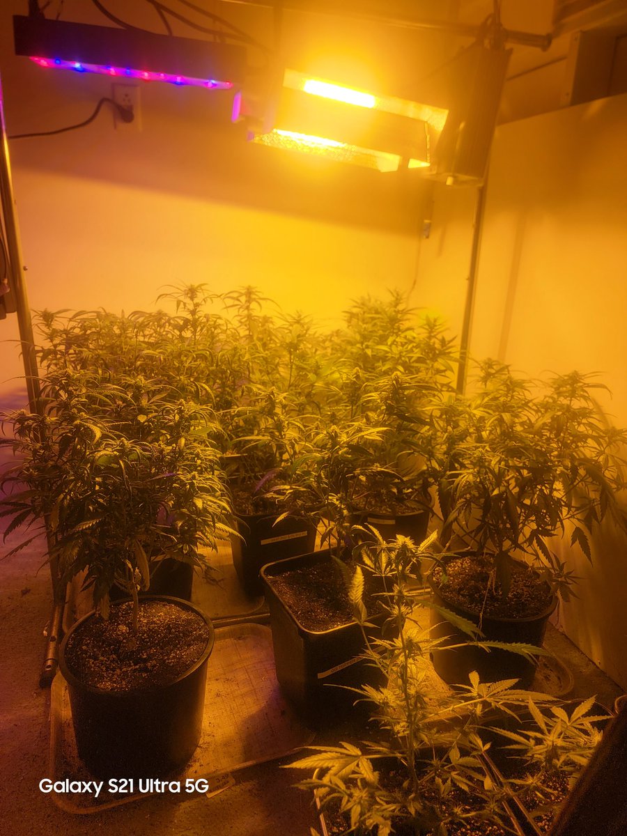 CannaFied tweet media