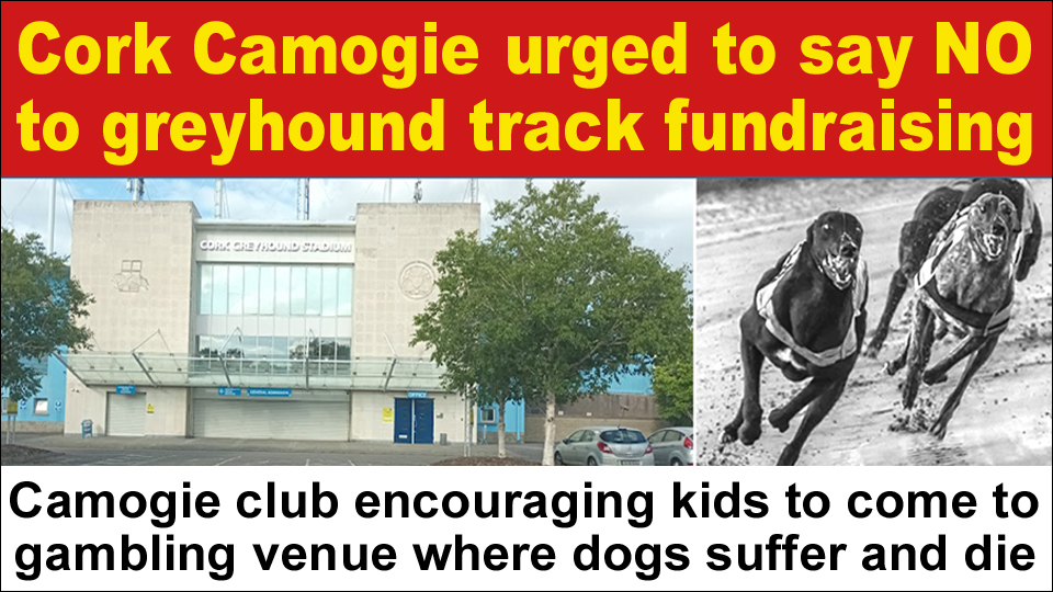 banbloodsports's tweet photo. Cork Camogie is being urged to show compassion and stop fundraising at Curraheen Park - a greyhound track where dogs suffer and die https://t.co/zeGJdhUCaW @CorkCamogie 203 greyhounds suffered injuries at Curraheen Park and 80 were killed over the past nine years alone https://t.co/IQhP5D9Owj