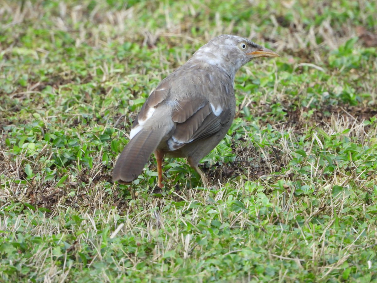 Hem Sagar Baral (@worshipnature) on Twitter photo This fellow has a lot of leucistic feathers, around its head but most noticeable on its wings. This bird has been here <a href="/lbgresort/">Lumbini Buddha Garden</a> for the last two years and hope it continues for many more. This year they also raised a Common Hawk Cuckoo--a bit of strain for them! This fellow has a lot of leucistic feathers, around its head but most noticeable on its wings. This bird has been here <a href="/lbgresort/">Lumbini Buddha Garden</a> for the last two years and hope it continues for many more. This year they also raised a Common Hawk Cuckoo--a bit of strain for them!