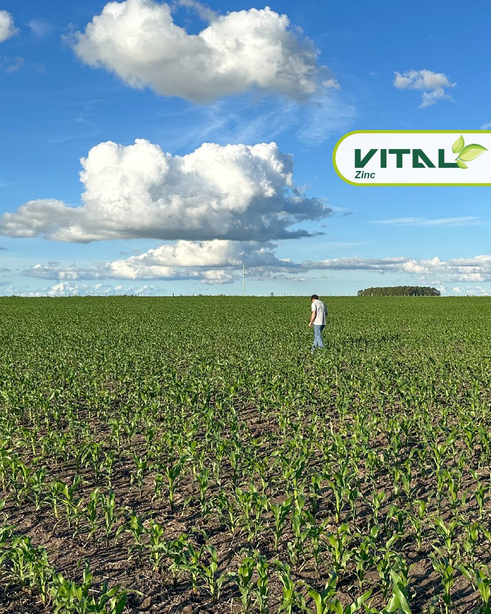 Ayer estuvimos por el Departamento de Flores, junto a nuestro comercial de la zona, el Ing. Ignacio Cavani.

Les dejamos algunas fotos de este maíz con Vital Zinc al que le hicimos seguimiento. 

Viene bueno el impulso que tomó con la respuesta a la aplicación.

#maiz