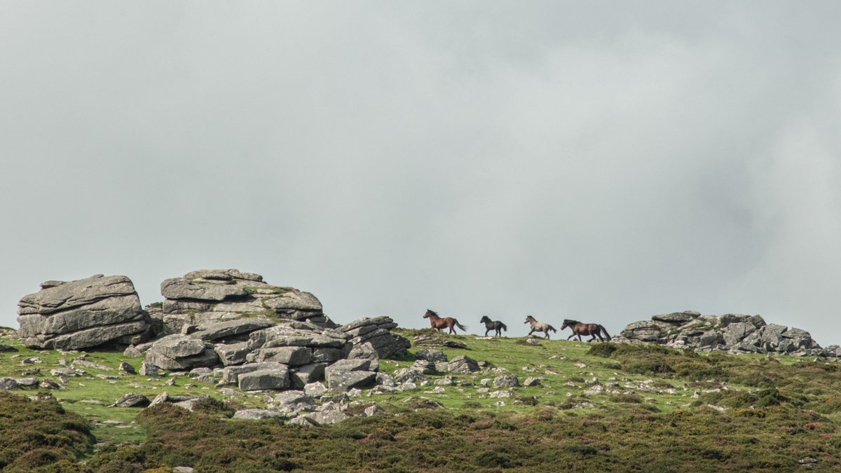 Free Webinar: Ponies on Dartmoor - History, Culture and Future

Hosted by <a href="/dartmoornpa/">Dartmoor National Park</a>, join the Dartmoor Hill Pony Association as they share the importance of ponies on Dartmoor.

More details and how to register can be found here: foundationforcommonland.org.uk/events/ponies-…
