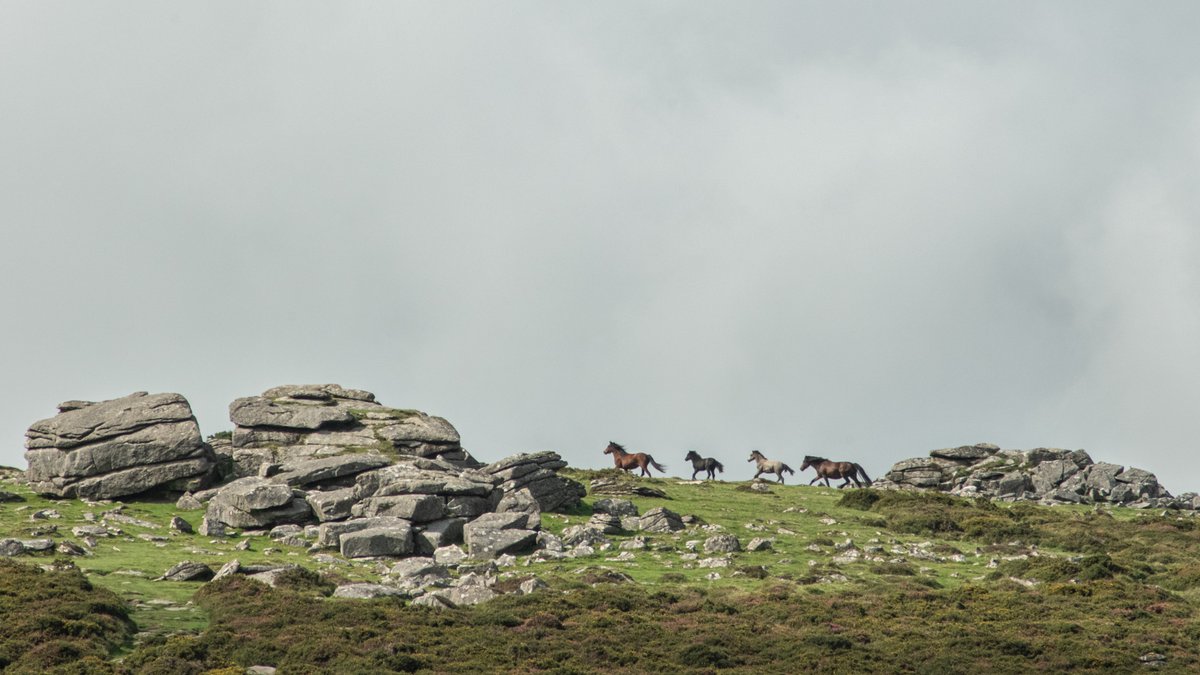 Free Webinar: Ponies on Dartmoor - History, Culture and Future Hosted by @dartmoornpa, join the Dartmoor Hill Pony Association as they share the importance of ponies on Dartmoor. More details and how to register can be found here: foundationforcommonland.org.uk/events/ponies-…