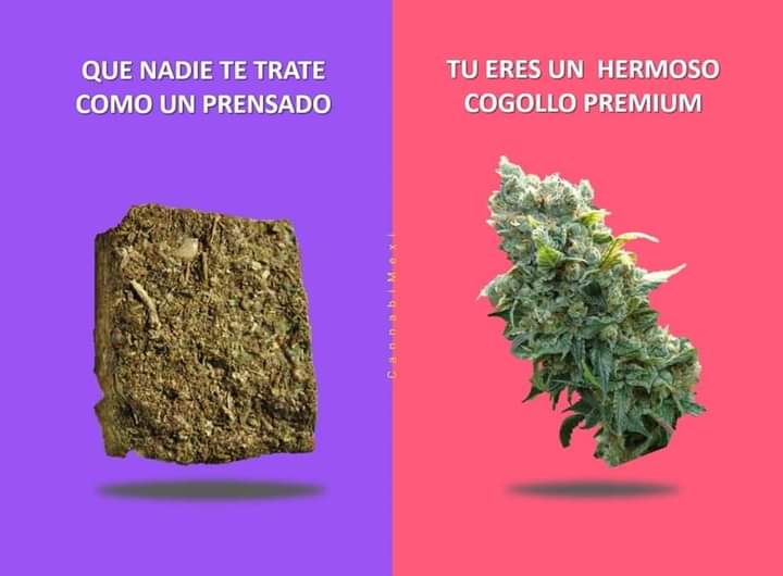 y bien premium