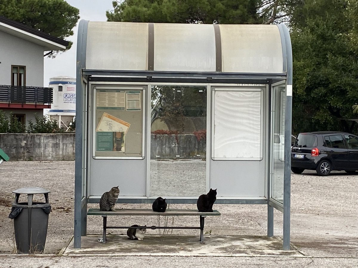 Oggi a Grado, Valle Goppion ore 16,30, con il bonus trasporti anche i gatti aspettano l’autobus <a href="/anboemo/">Antonio Boemo</a> <a href="/Mario16604832/">Mario Corbatto</a>