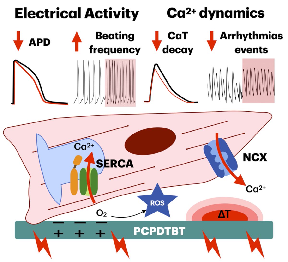Carlotta Ronchi (@ronchicarlotta) on Twitter photo 🥳 Our latest work has been published on @AdvSciNews : “Nongenetic Optical Modulation of Pluripotent Stem Cells Derived Cardiomyocytes Function in the Red Spectral Range“. 🫀💡
onlinelibrary.wiley.com/doi/10.1002/ad…
Thanks to <a href="/eu_lionhearted/">Lion-Hearted</a> <a href="/IITalk_projects/">IITalk_projects</a> <a href="/HumanitasMilano/">Humanitas Milano</a> 🥳 Our latest work has been published on @AdvSciNews : “Nongenetic Optical Modulation of Pluripotent Stem Cells Derived Cardiomyocytes Function in the Red Spectral Range“. 🫀💡
onlinelibrary.wiley.com/doi/10.1002/ad…
Thanks to <a href="/eu_lionhearted/">Lion-Hearted</a> <a href="/IITalk_projects/">IITalk_projects</a> <a href="/HumanitasMilano/">Humanitas Milano</a>
