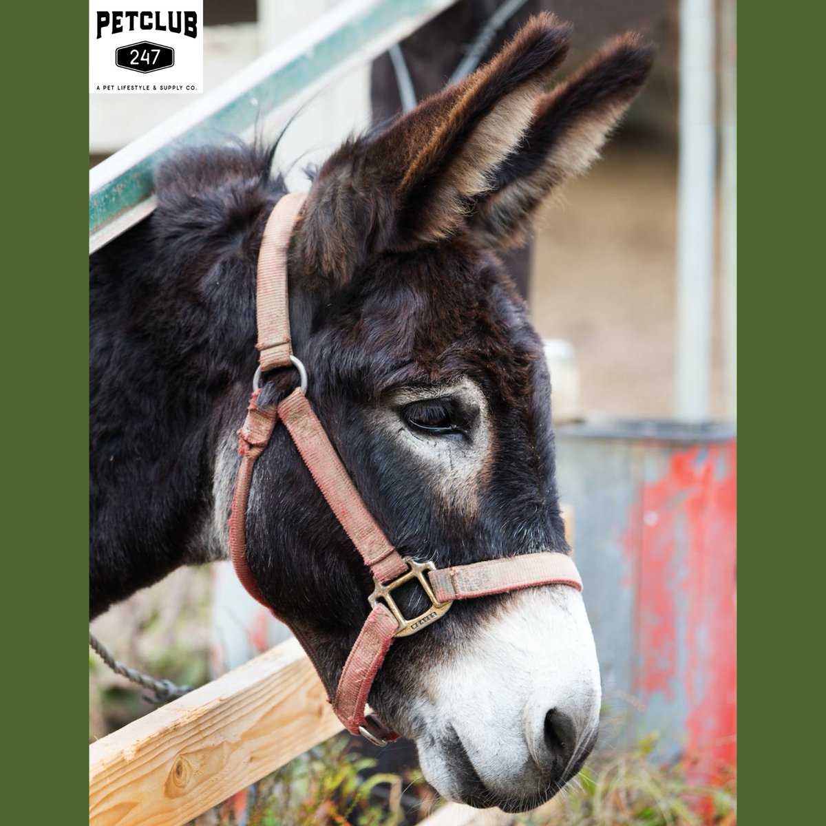 petclub247's tweet photo. "Hey, don't forget about me!" Donkeys are equine too, and will benefit from Immune Supporting MUSHPONIES that feature the Coriolus Versicolor Mushroom. Includes Glucosamine, Carotene and Chondroitin for Joint Health. 
#donkey #donkeyhealth #petclub247 #coriolusversicolormushroom https://t.co/2eK7g13OAw