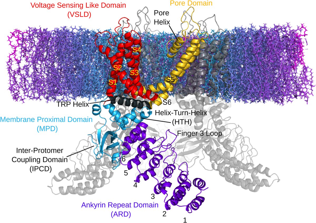 Researchers from @IowaStateU share results offering high resolution insight into thermo-TRP channel function and demonstrate the utility of temperature-sensitive contact analysis in this recent study: plos.io/49qGiWc