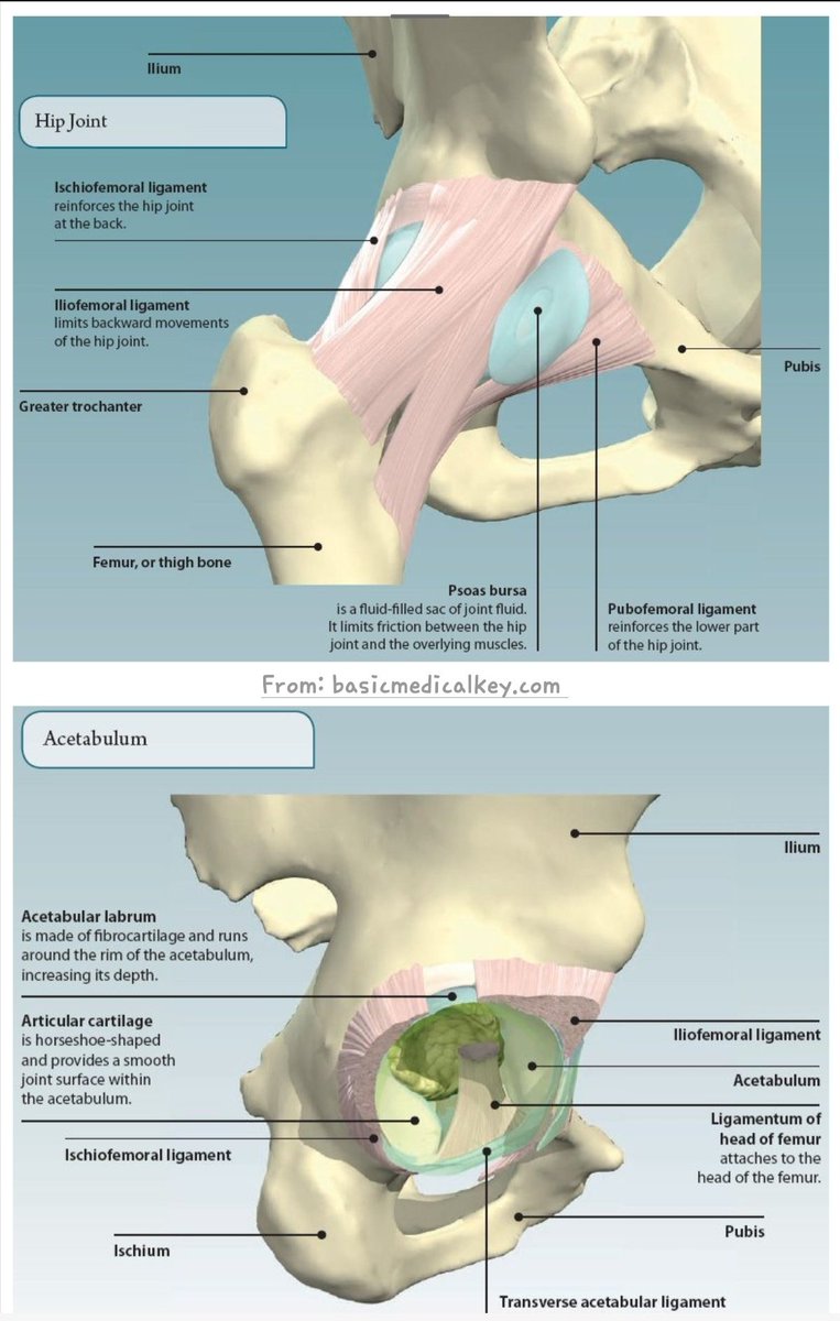 2 LIGAMENT GROUPS OF HIP JOINT: ♦️INTRACAPSULAR LIGAMENTS -Transverse acetabular lig -Ligament of head of femur (teres lig) ♦️EXTRACAPSULAR(=CAPSULAR ) LIGAMENTS:created by thickening of fibrous capsule): -Iliofemoral lig -Pubofemoral lig -Zona orbicularis -Ischiofemoral lig