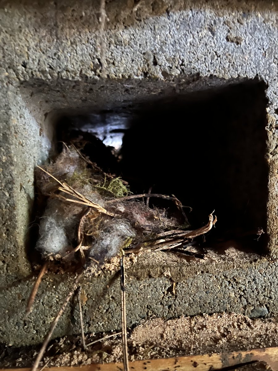 We've been clearing out our artificial Sand Martin bank as they have flown to Africa for the winter. These birds make their nests in the structure using twigs, moss, fluff and other cosy materials (as pictured)

We replace each box with fresh sand for them to return to in March🪶