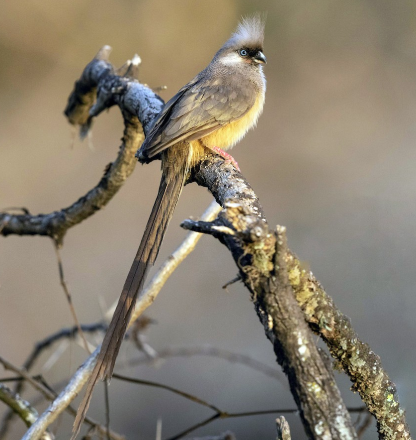 DrRGrimalt's tweet photo. l'#Ocell #ratolí comú #Speckled #Mousebird #Colius #striatus
Es una bestia d'una bellesa extraordinaria.
Aquest any per #nadal intentarem fer el #cim del #Kilimanjaro
Diuen que allà son ben comuns
Aquesta foto és de l'@StefanHirsch i és a #Etiopia. https://t.co/pAQIwIidH0