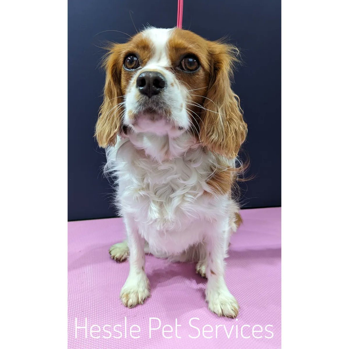 He enjoyed a snooze under the dryer 😴
#DogGroomer #Hessle #Cavalier #BlenheimCavalier #CKCS #DogsOfTwitter