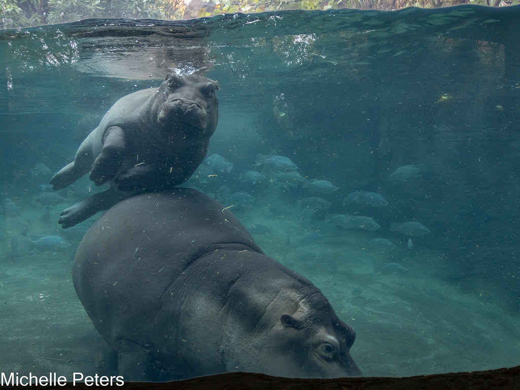 Fritz is so graceful! The name hippopotamus comes from a Greek word meaning “river horse.”