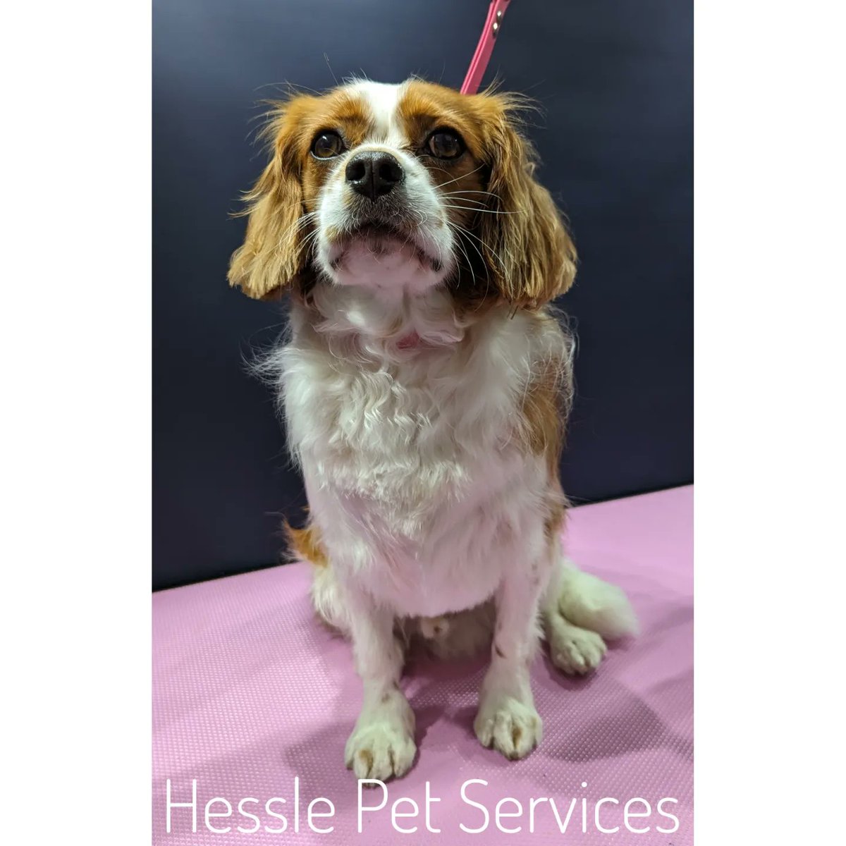 He enjoyed a snooze under the dryer 😴
#DogGroomer #Hessle #Cavalier #BlenheimCavalier #CKCS #DogsOfTwitter