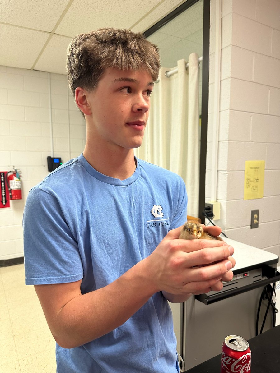 More 8th Grade Science students were able to help move newly hatched chicks to their new (temporary) home.