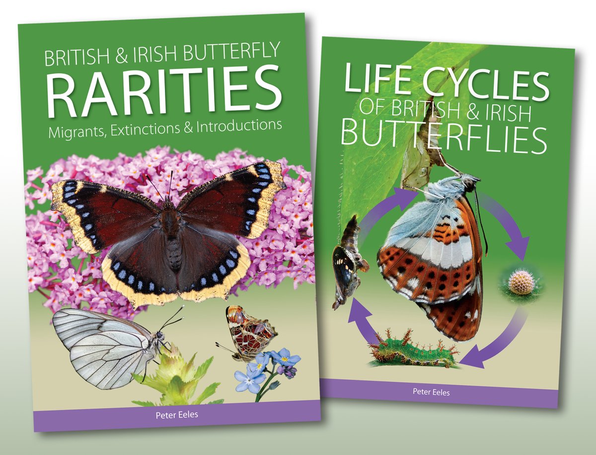 Order our 2 best-selling butterfly books before January and save £££s - See @Naturerbureau's special Christmas offer on Peter Eeles' Butterfly Life Cycles & his new Butterfly Rarities bit.ly/3QJ4WZl @savebutterflies @Moth_Lady @BBOWT @UpperThamesBC @ukbutterflies