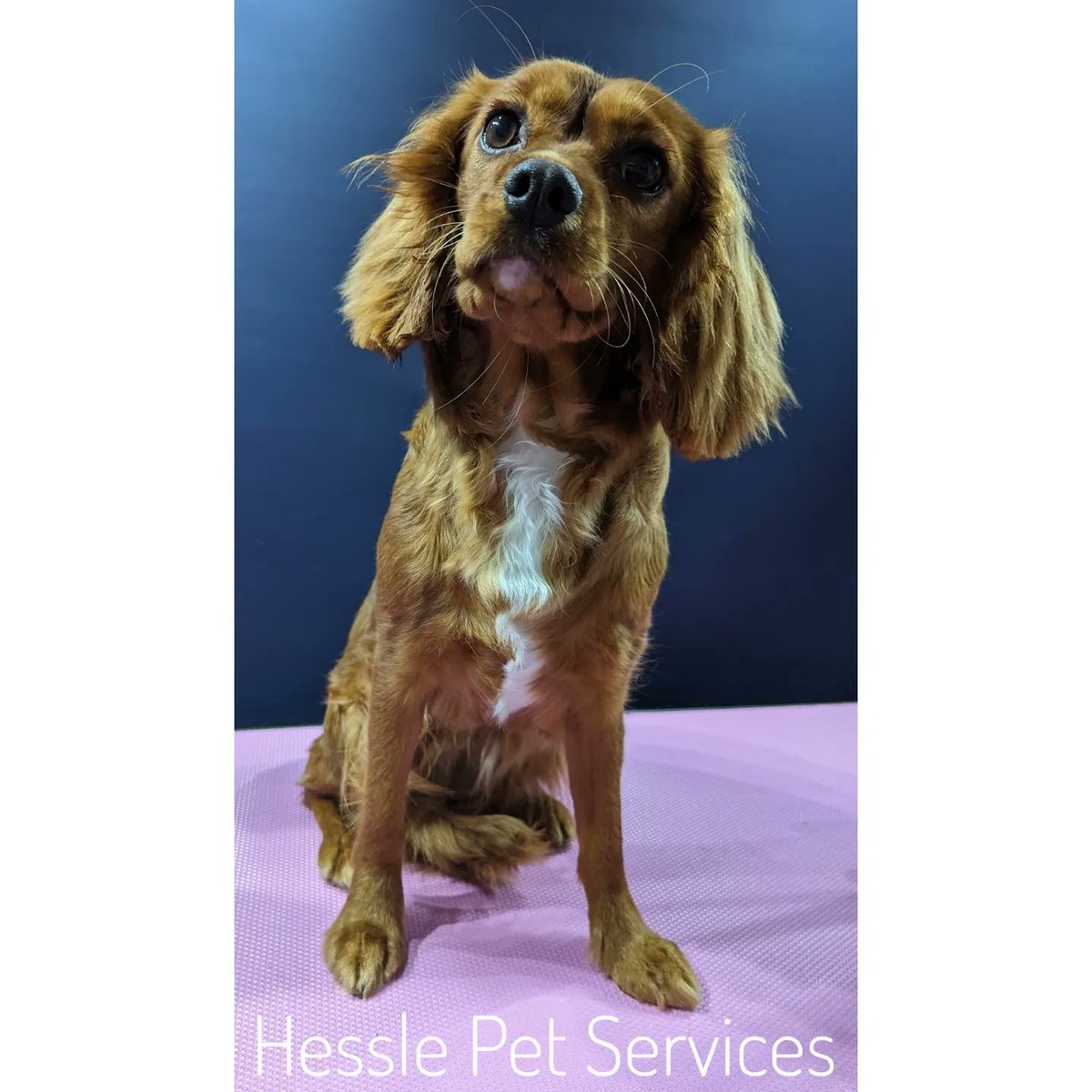 This gorgeous girl is learning that the dryer isn't something to be scared of 💞 She's my 3rd Cavalier in 2 days &amp; I adore them. I used to show 2 in the breed ring as a teenager &amp; have always had a soft spot for this loving breed 💖
#DogGroomer #Hessle #Cavalier #DogsOfTwitter