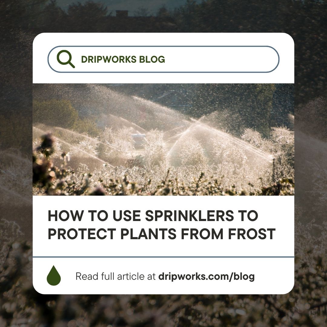dripworksusa's tweet image. Beat the frost and save your plants! Discover how to use sprinklers for frost protection 🌿❄️ #GardeningTips #FrostProtection #SprinklerIrrigation #FallGarden #FallGardening #Gardening #DripworksBlog #Dripworks #DripIrrigation

Read Here: dripworks.com/blog/how-to-us…