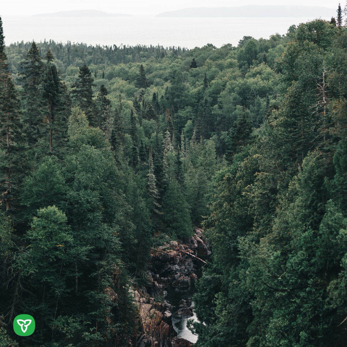 ONenvironment's tweet photo. Discover the breathtaking biodiversity of Ontario's forests! 🌲✨ From the Hudson Bay Lowlands in the far north to the deciduous forest in the south, these regions support incredible biodiversity. 🍂 🍁
#GeographyWeek #OntarioForests #Environment https://t.co/qCLEqbqFA8