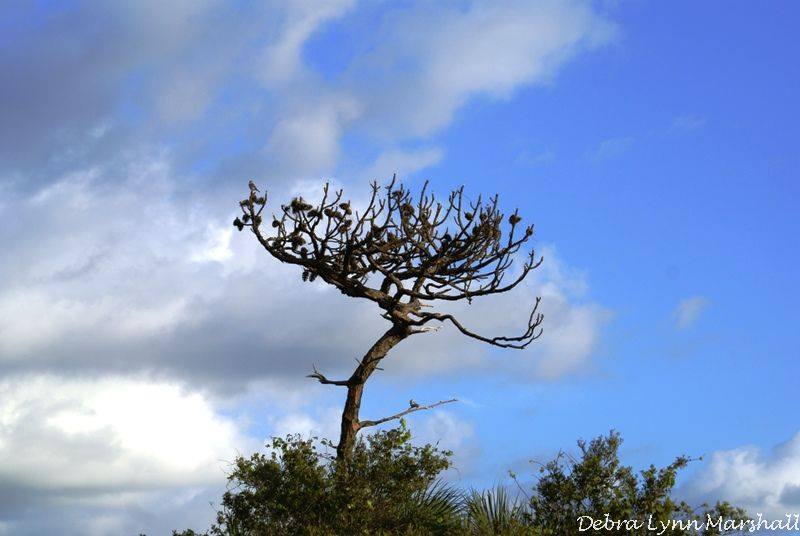 BeautyofFL's tweet image. #tree #uniquetree #lonetree #stopcuttingtrees #FLorida #weneedtrees #shade #oxygen #LOVE