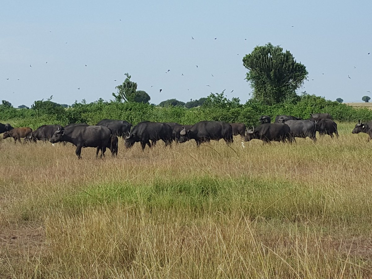 Murchison Falls National Park tweet media