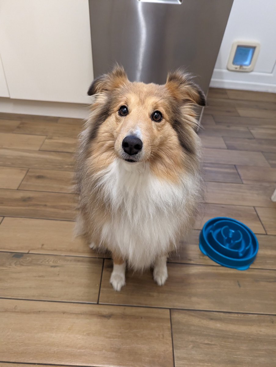 dead_tramp's tweet photo. @heygortys I mean, I have the cuter dog, so... https://t.co/QvhDWBe2RE