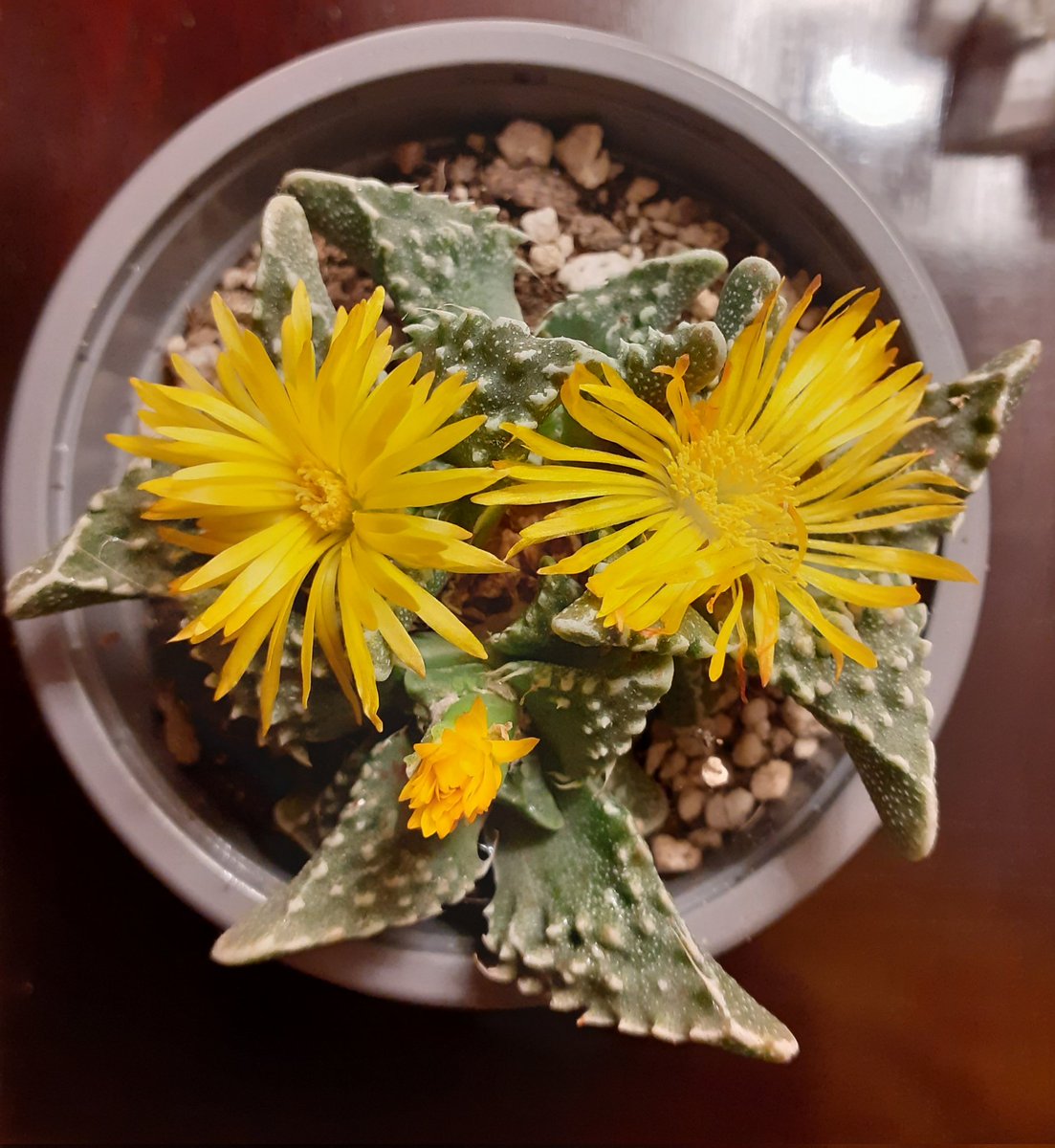 Faucauria tuberculosis flowering today.