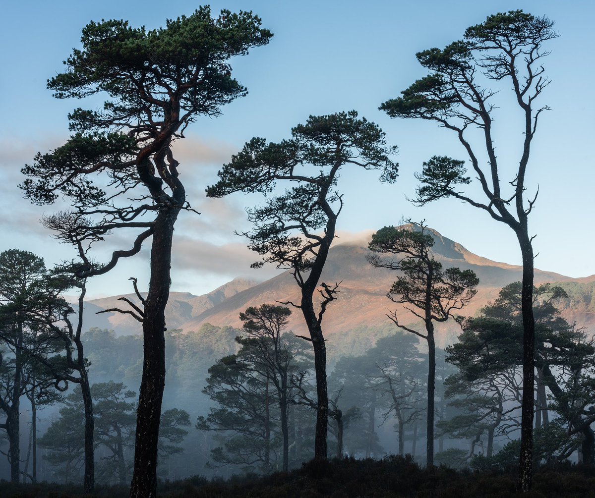 Delighted to have a portfolio taken in the Caledonian Forest highly commended in Photographer of the Year in this years Natural Landscape Photography Awards. Here are 4 of them. Congrats to <a href="/blakerandall81/">Blakerandall.eth 🕊</a>  and other winners, and to <a href="/natlandawards/">Natural Landscape Photography Awards</a>