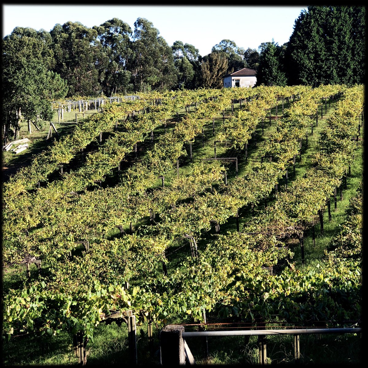 LuisGutierrezSD's tweet photo. Spain: Galicia 2023–2024 Releases, with a Focus on Ribeiro, Sustainability, the Environment and Bernardo Estévez (subscribers only) https://t.co/Lk0hkxj8Et https://t.co/TUsBYzfybm