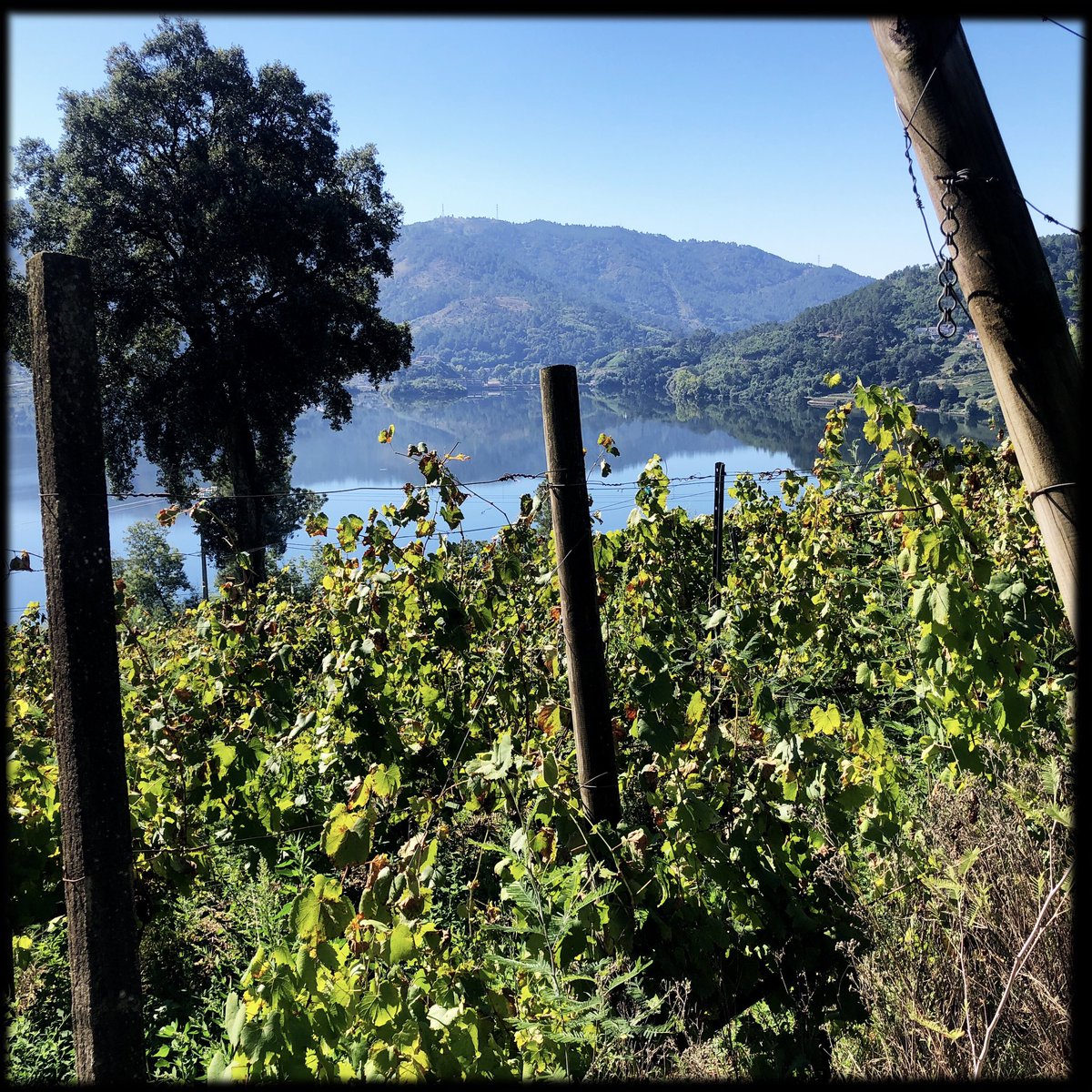 LuisGutierrezSD's tweet photo. Spain: Galicia 2023–2024 Releases, with a Focus on Ribeiro, Sustainability, the Environment and Bernardo Estévez (subscribers only) https://t.co/Lk0hkxj8Et https://t.co/TUsBYzfybm