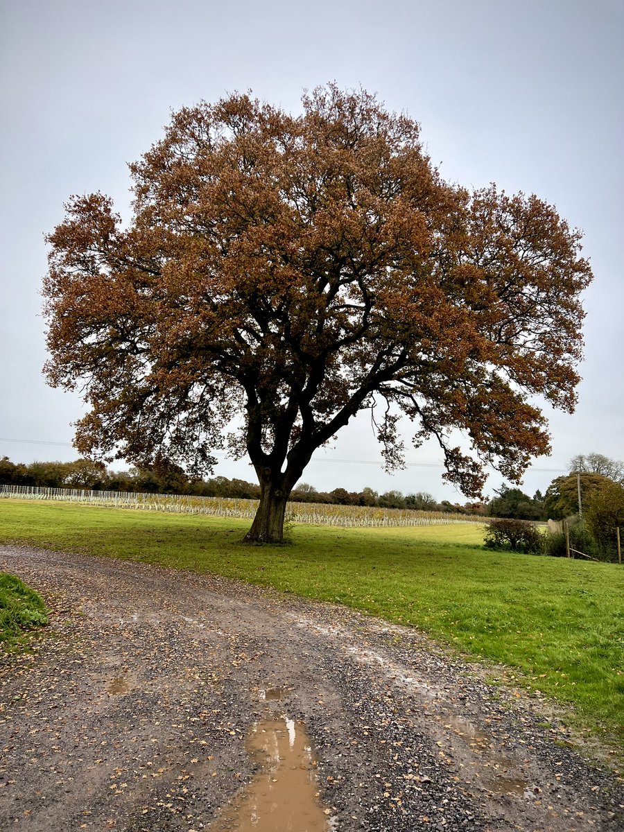 Autumn 🍂 
#vineyardviews #autumnvineyard #raimes #hampshirevineyards