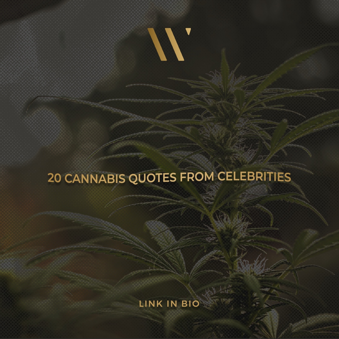 "If everyone sm🍩ked \/\/eed, the world would be a better place.” - Kirsten Dunst

Click the link in our bio to read more c🅰nn🆎is quotes by celebrities 🙌