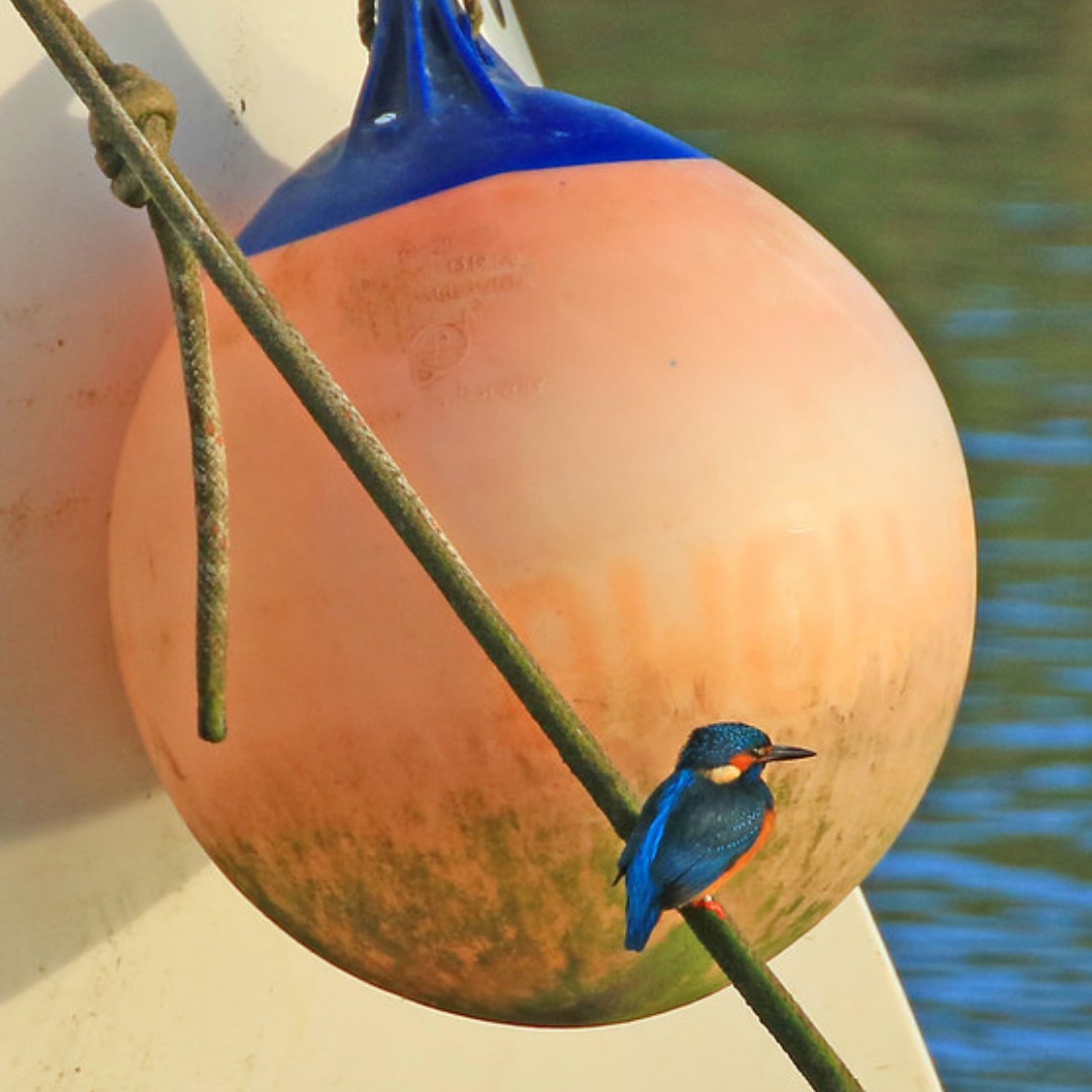 Join us for our monthly bird walk this Saturday @ 10:30 am - £3 cash on arrival. 

We'll meet at Velator Quay &amp; head along the Velator bank to search for some special feathered friends; we might even get lucky &amp; spot this little guy! 

#connect2nature

Photo Credit: Martin Batt