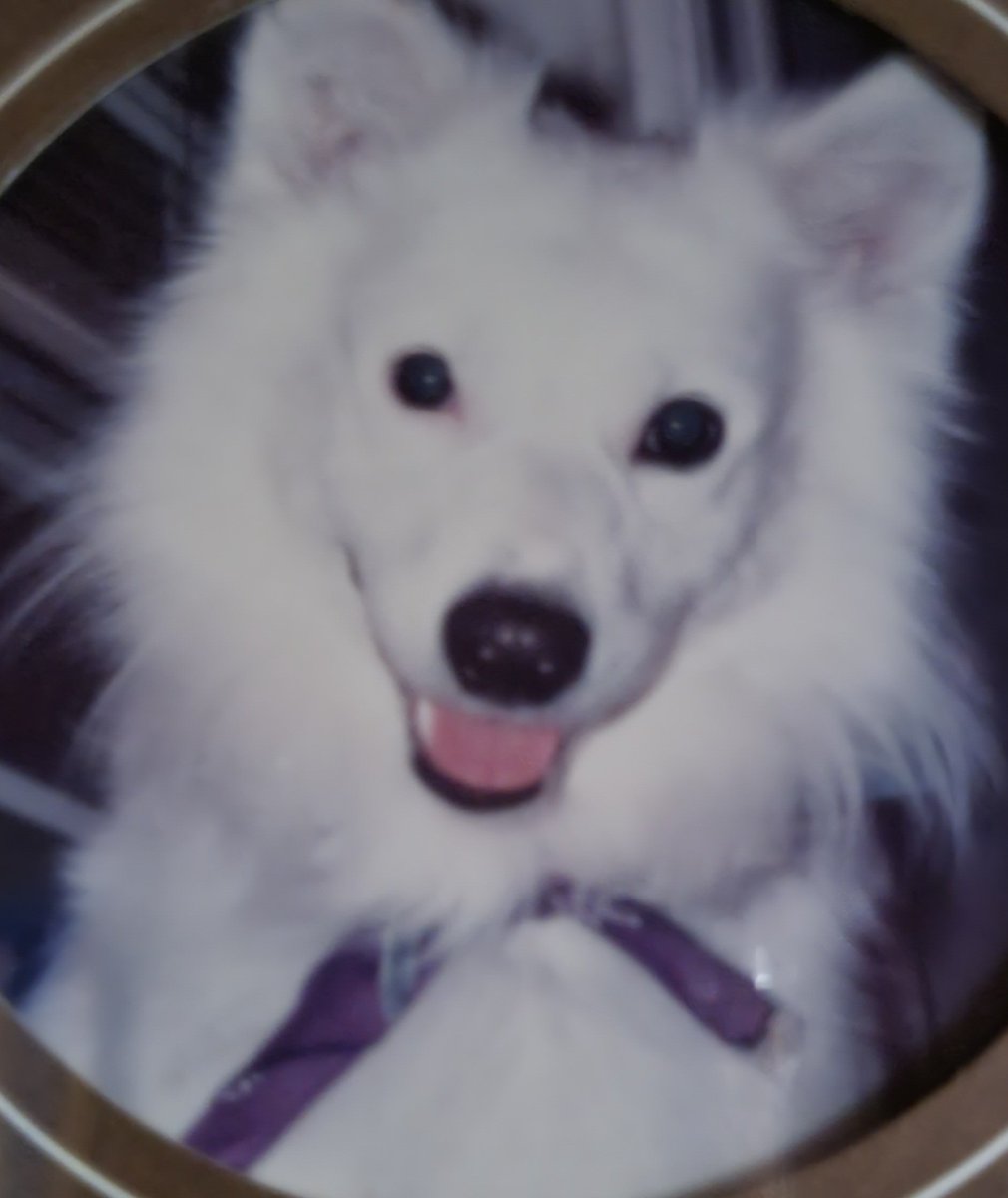 ferris316's tweet image. Eskimo Spitz ❤️🩷💙
#BatBat