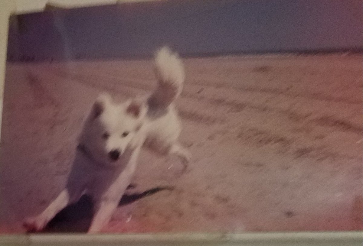 ferris316's tweet image. Eskimo Spitz ❤️🩷💙
#BatBat